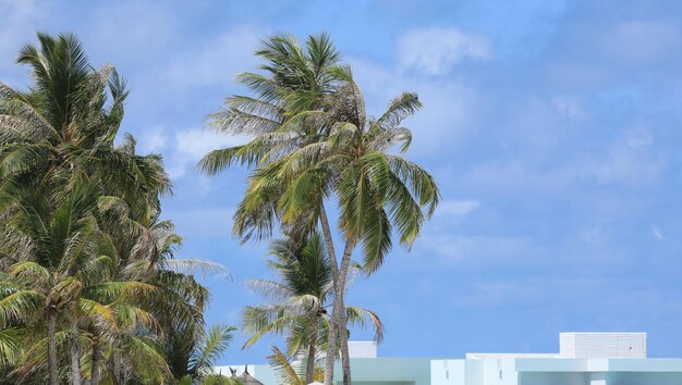 Albero di cocco con noci di cocco su un'isola tropicale