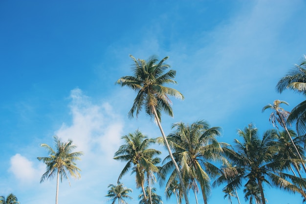 Coconut tree with colorful at sky.