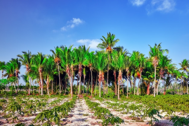 Coconut tree with fruits-coconuts,on a tropical island in the Maldives, middle part of the Indian Ocean.