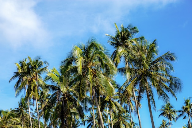 Coconut tree with sky