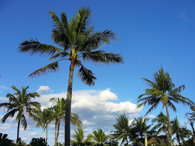 Premium Photo | Coconut tree