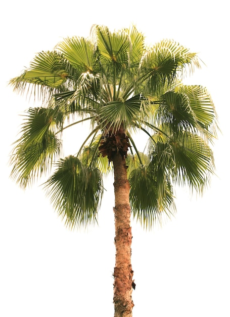 coconut tree