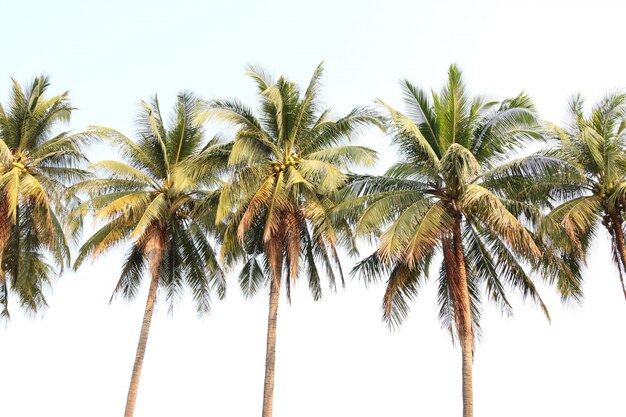 Photo coconut tree