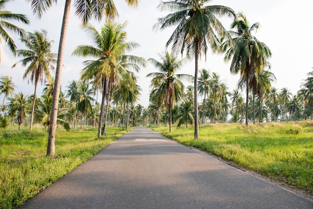 Coconut tree.