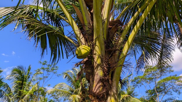 coconut tree