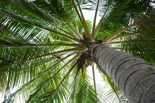 Coconut tree