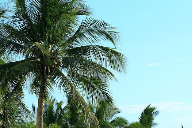 Coconut trees are fruiting against a beautiful sky.