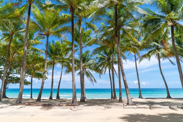 해변 푸른 하늘 배경에 코코넛 나무