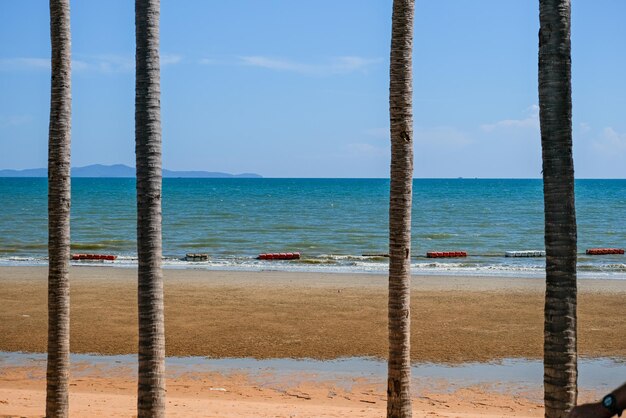 Coconut trees on the beach Pattaya Thailand