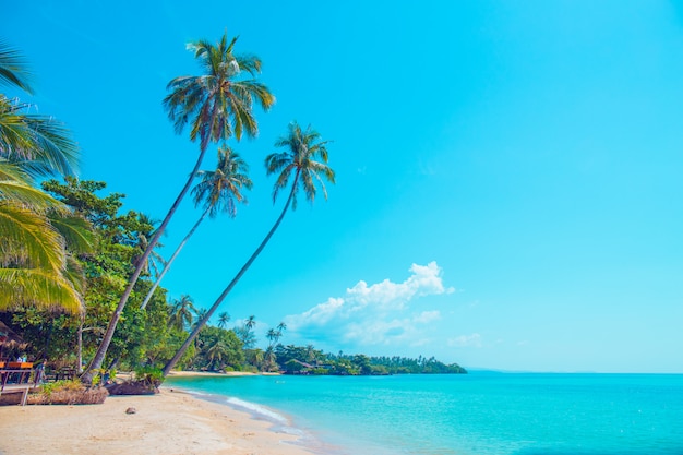 Coconut trees on a beautiful beach on a bright sky.