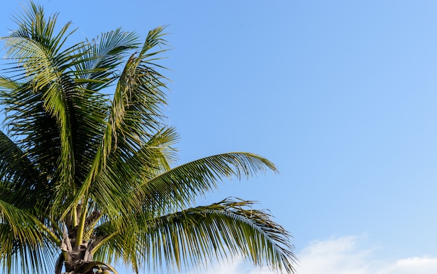 Coconut trees and beautiful sky