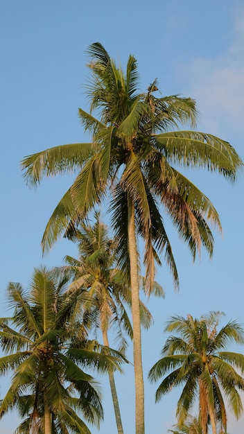 Coconut trees in the blue sky