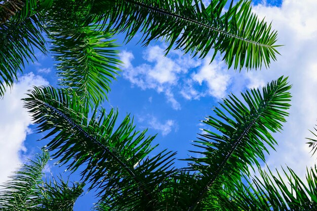 ココナッツの木と青い空