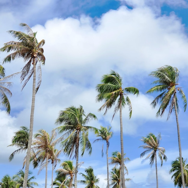 Coconut trees and blue sky