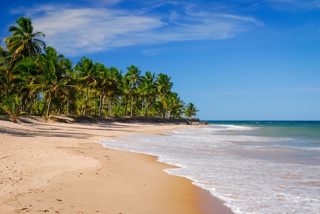 Taipu de Fora Beach Penisula de Marau Bahia Brazil의 바다 옆 코코넛 나무