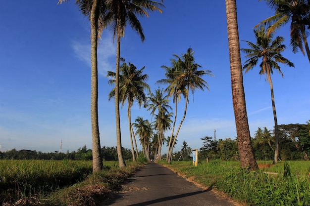 Coconut trees grow on the edge of the rice fields