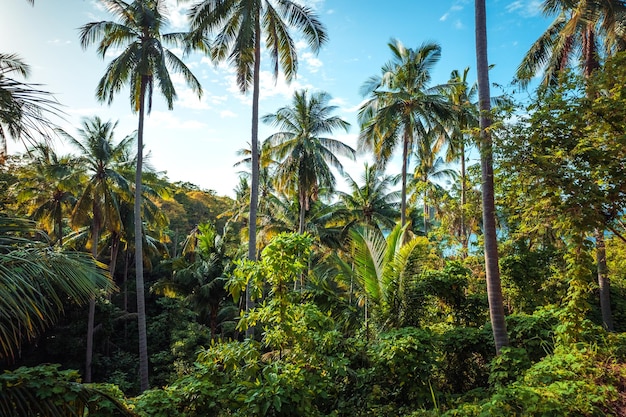 Кокосовые пальмы на острове и море летним утром сверху