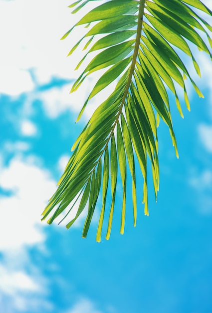 Coconut trees on the island.