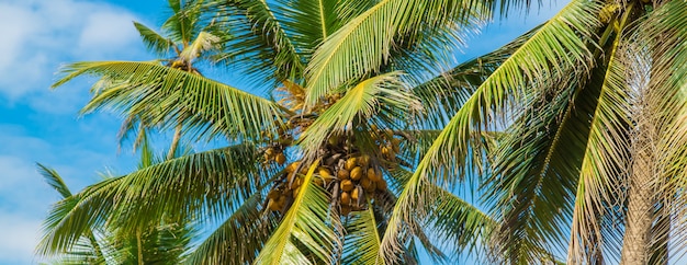 Coconut trees on the island