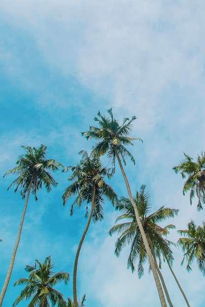 Coconut trees on the island