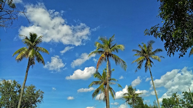 Photo coconut trees look beautiful.