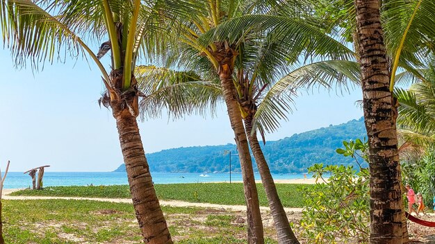 写真 島のビーチと夏休みのココナッツの木