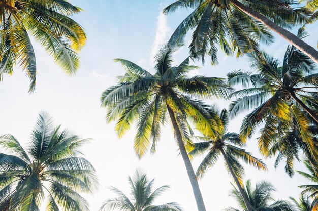 写真 ココナッツの木 暑い夏の熱帯の島でココナッツとココナツの木