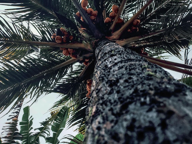 Photo coconut trees overgrown with moss