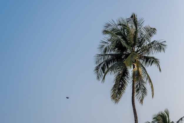 ココナッツの木とパームが インドの青い空を照らしています