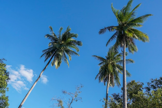 The coconut trees and the sky during the day