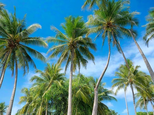 Coconut trees stand tall and the sky is clear blue AI_Generated