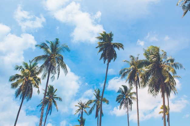 Coconut trees sticking out to the sea on a clear sky day, Koh Kood, Thailand