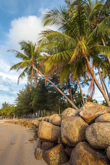 Coconut trees and stones at the beach