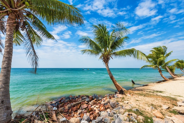 열 대 해변에서 코코넛 나무
