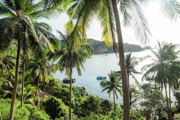 Coconut trees on tropical island in summer