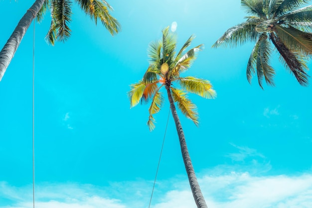 Coconut trees and tropical sea beach in summer