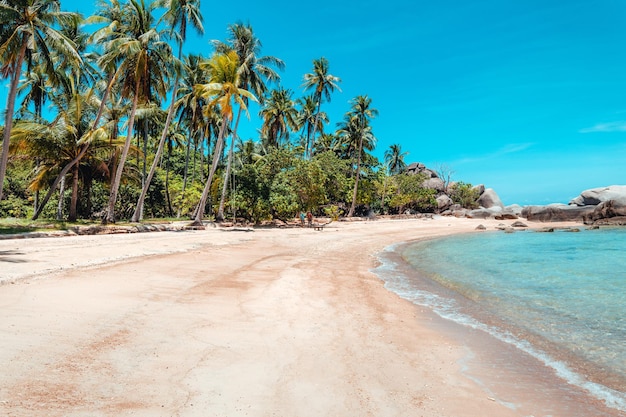 Coconut trees and tropical sea beach in summer