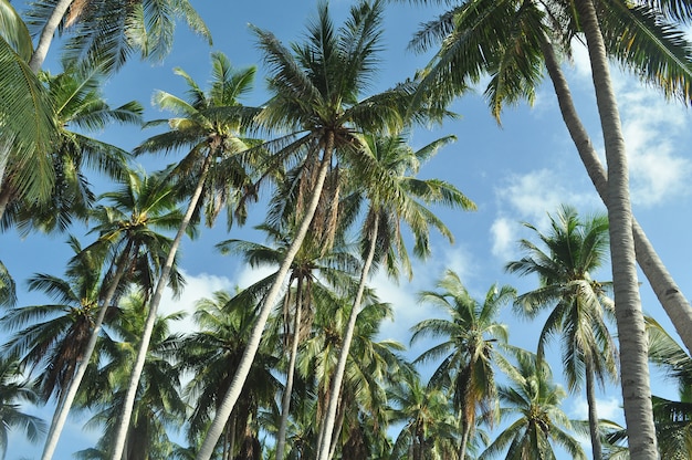 Coconut trees usually found on tropical country