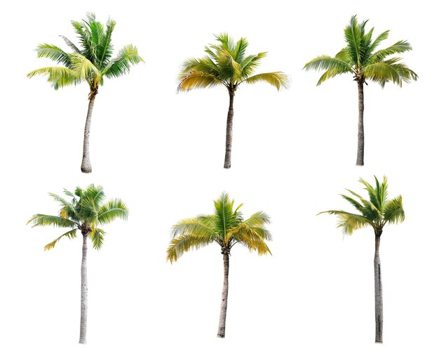 coconut trees on white background