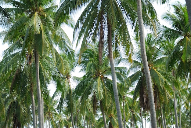 coconut trees