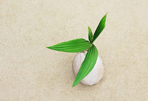 Coconut with green sprout 