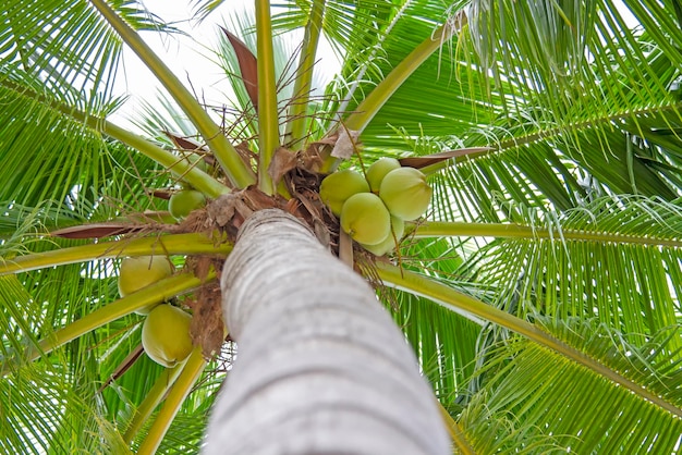 ココナッツは木の上にある 若いココナッツ