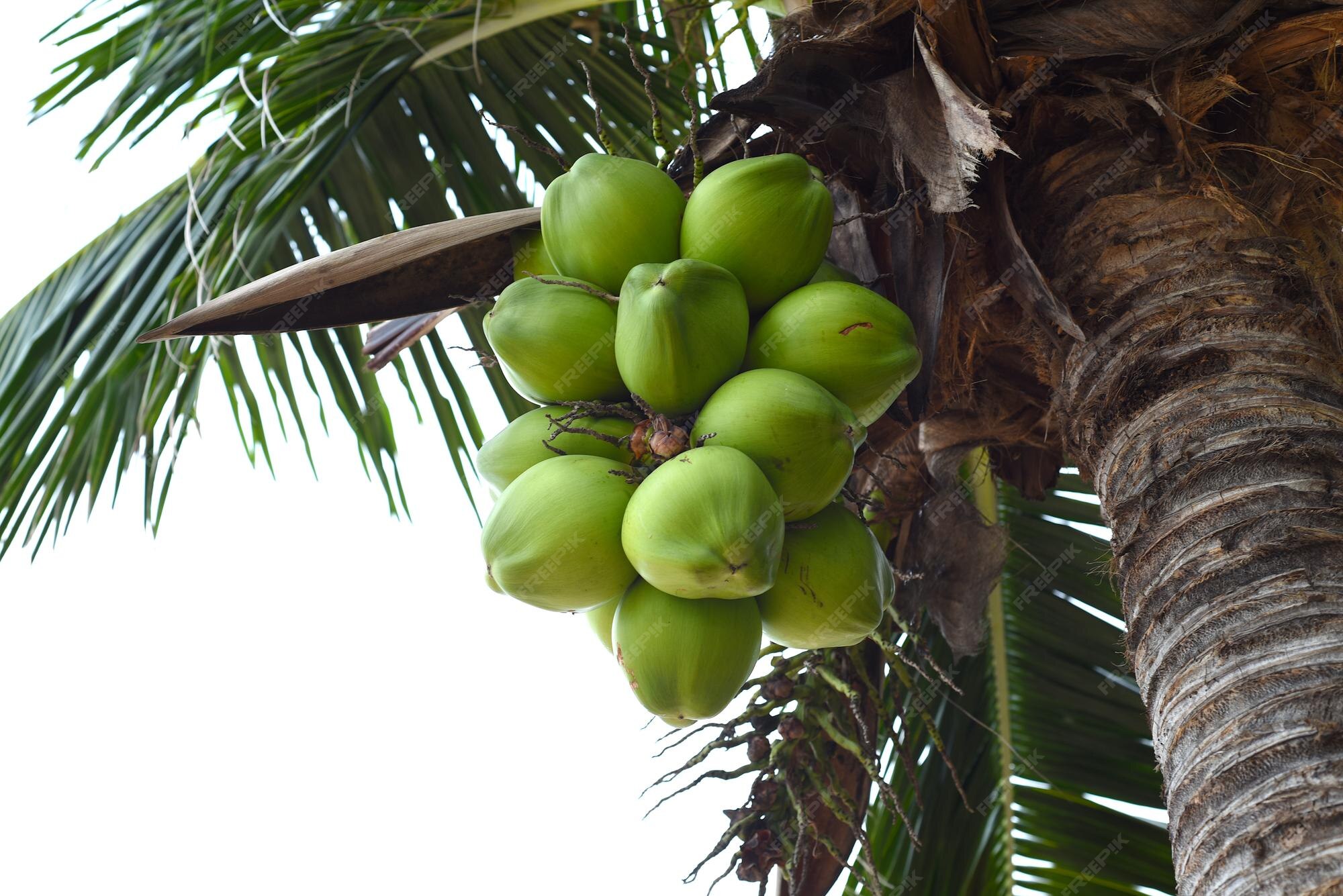 do coconuts grow on all palm trees