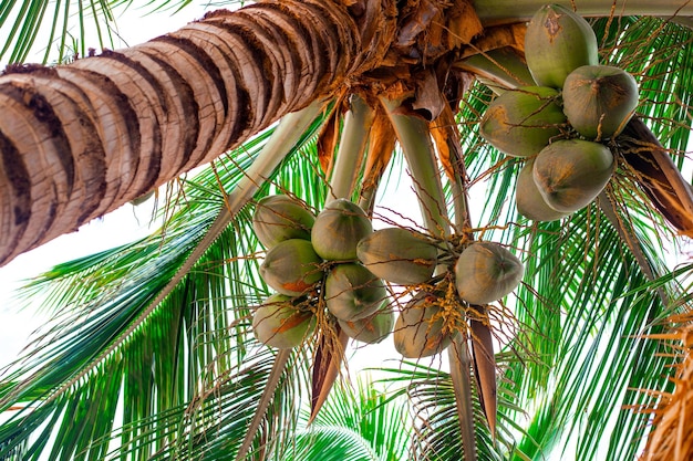 Coconuts hanging from a tall palm tree Tropical plants with delicious fruits