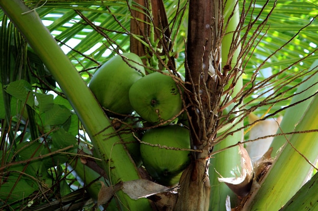 Coconuts hanging on a tree