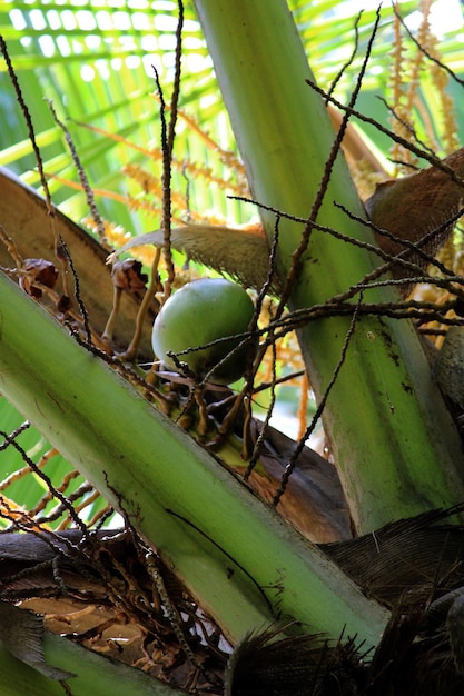 Coconuts hanging on a tree