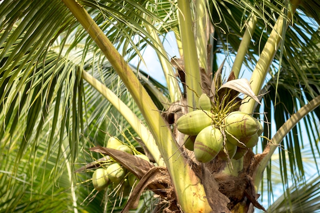 写真 ヤシの木のココナッツ。