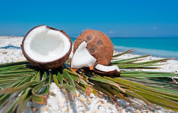 Coconuts and palm branch by the shore