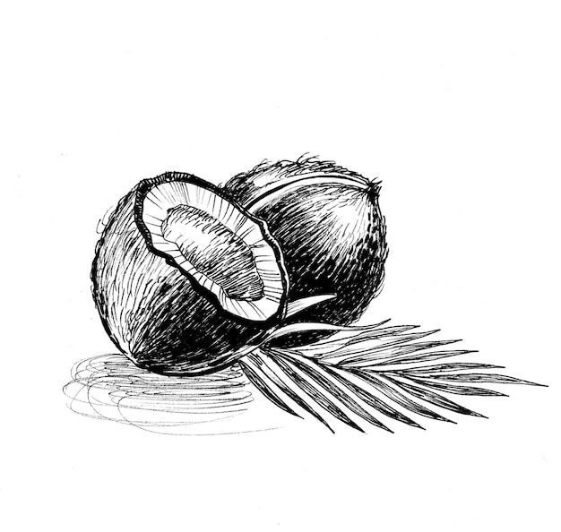 Coconuts and palm leaf. Ink black and white drawing