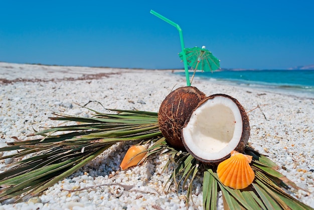 Coconuts palm and shells by the shore